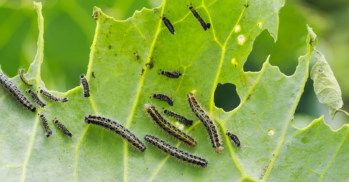 éloigner insectes dans le jardin avec des remèdes naturels