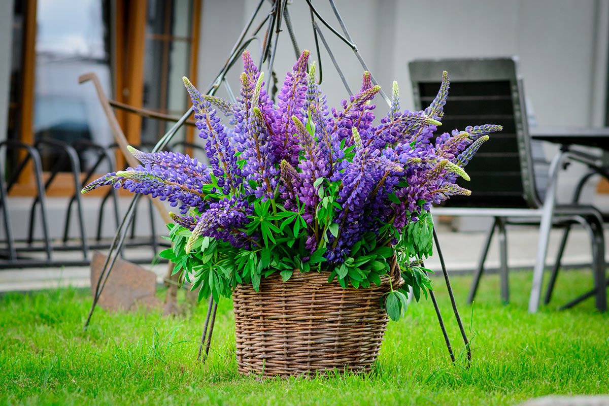 panier en osier dans le jardin avec fleurs violettes.