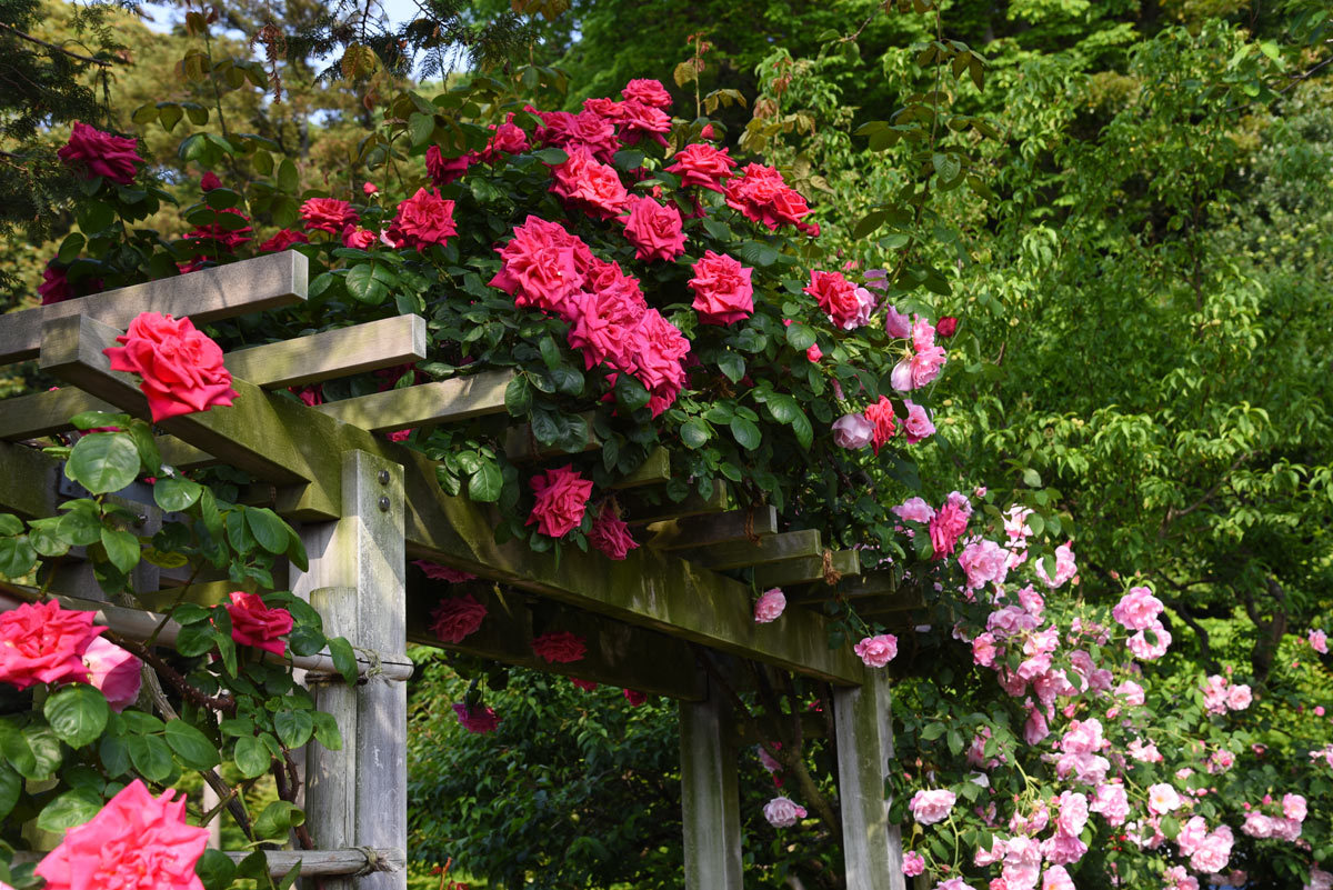 Roses grimpantes sur pergola.