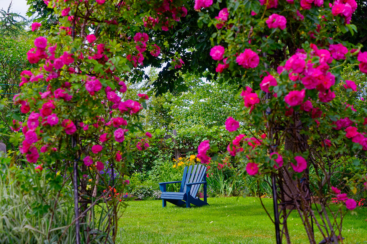 Les roses dans le jardin: quand la magie devient réalité... 13 inspirations - Roses IDees JarDin 10