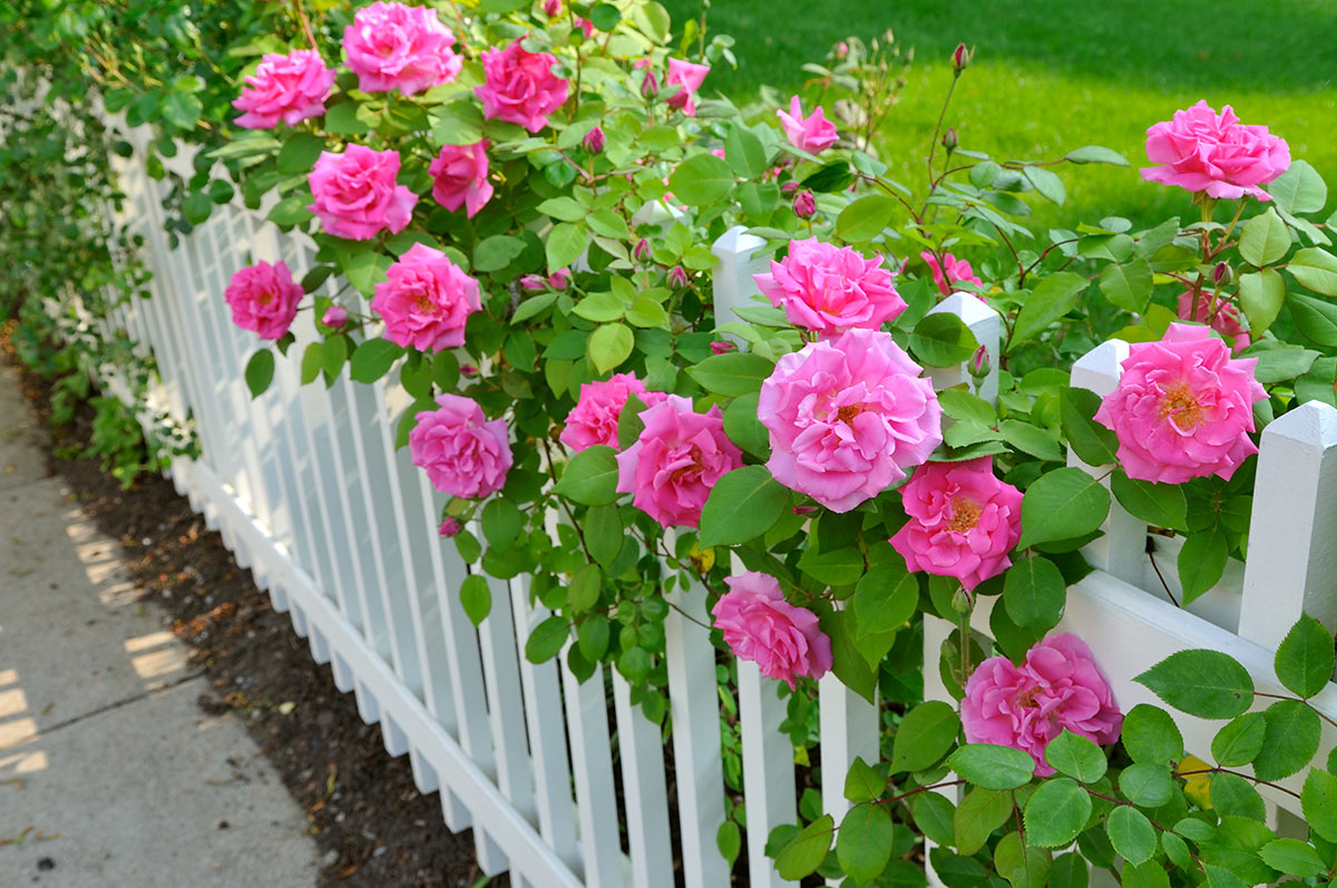 Cloture de jardin avec des roses.