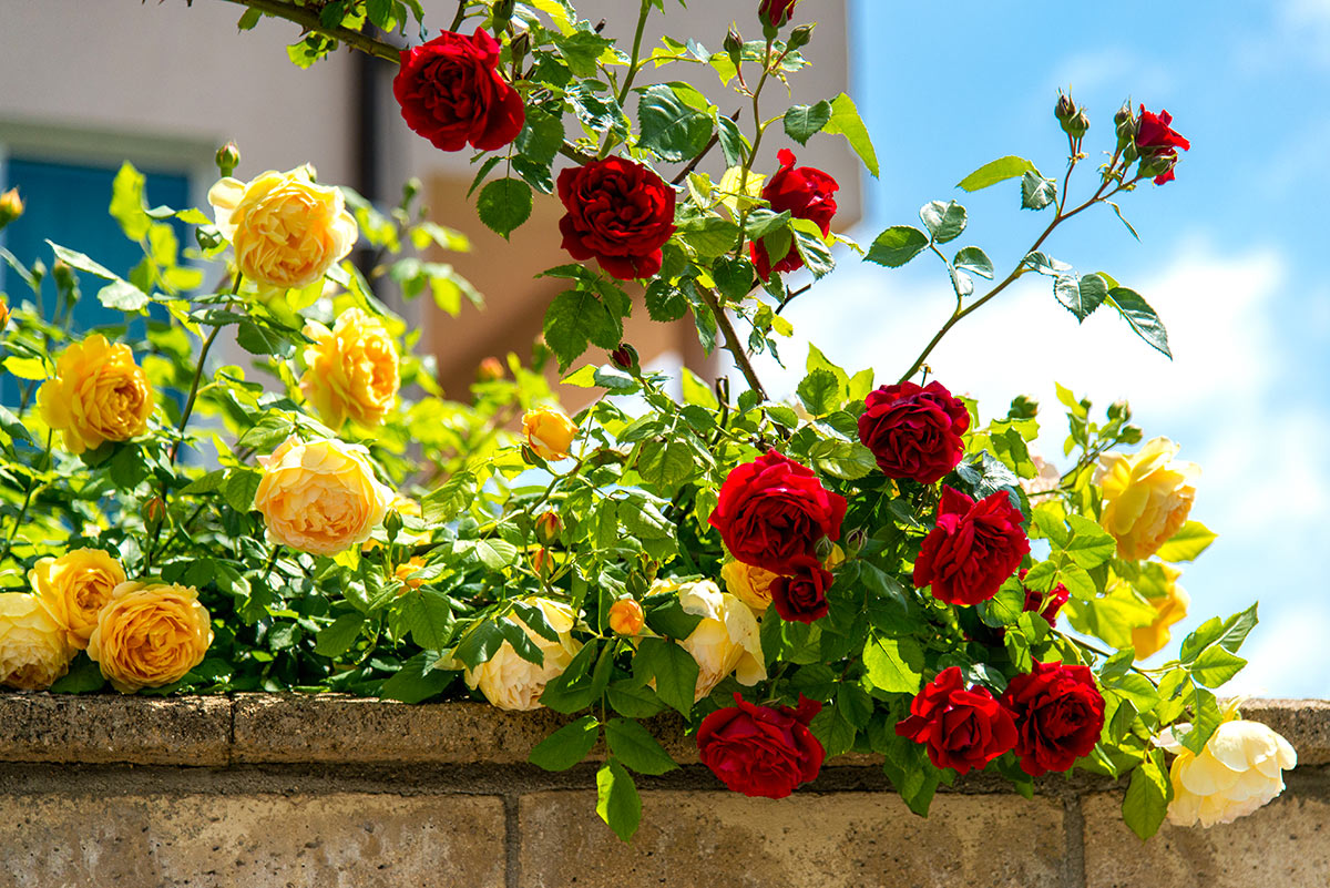 Roses jaunes et rouges.