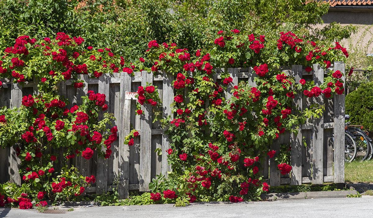 Rosiers sur cloture de jardin en palettes de bois.