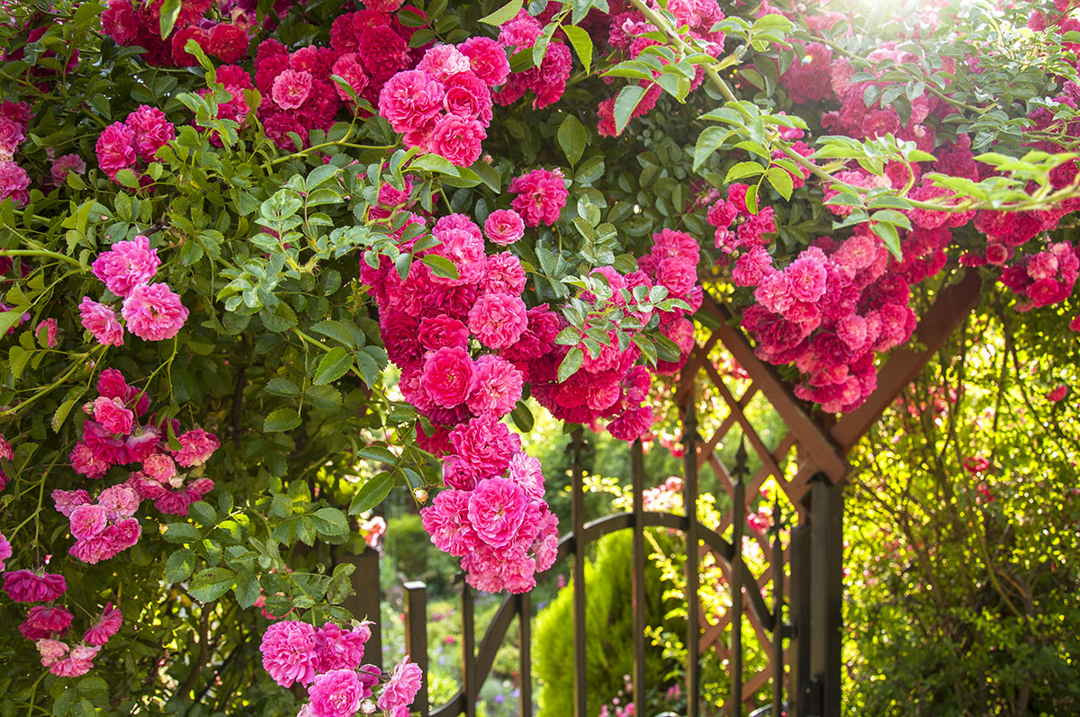 Superbes roses dans le jardin.