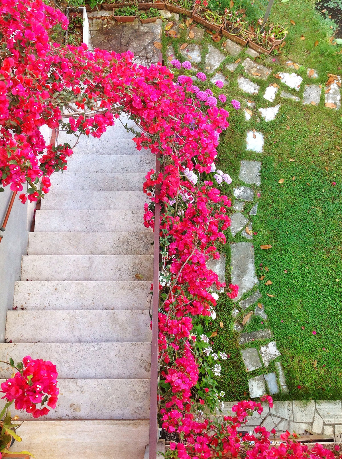 Roses autour d'un arc dans le jardin.