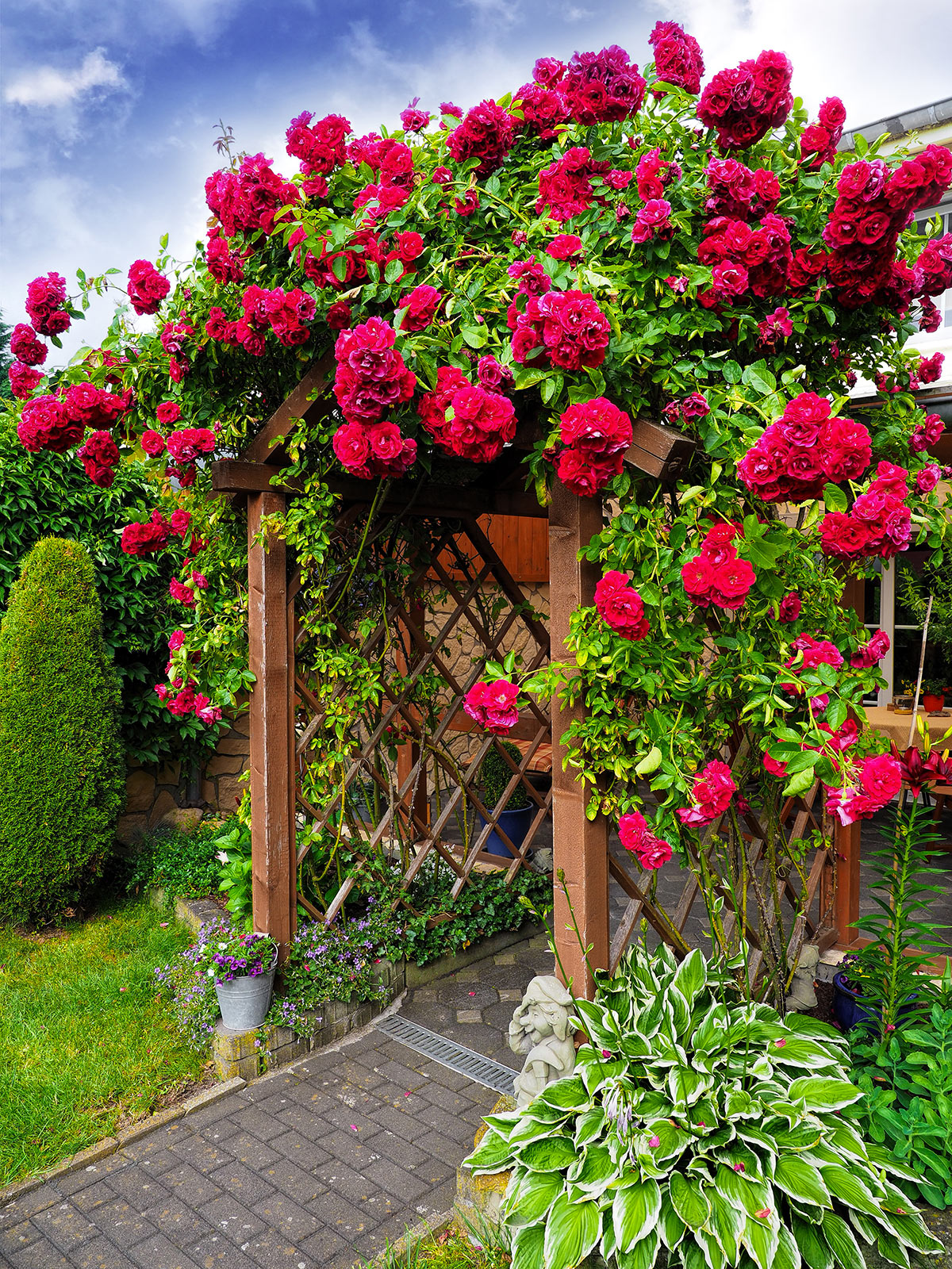 Roses sur pergola dans le jardin.