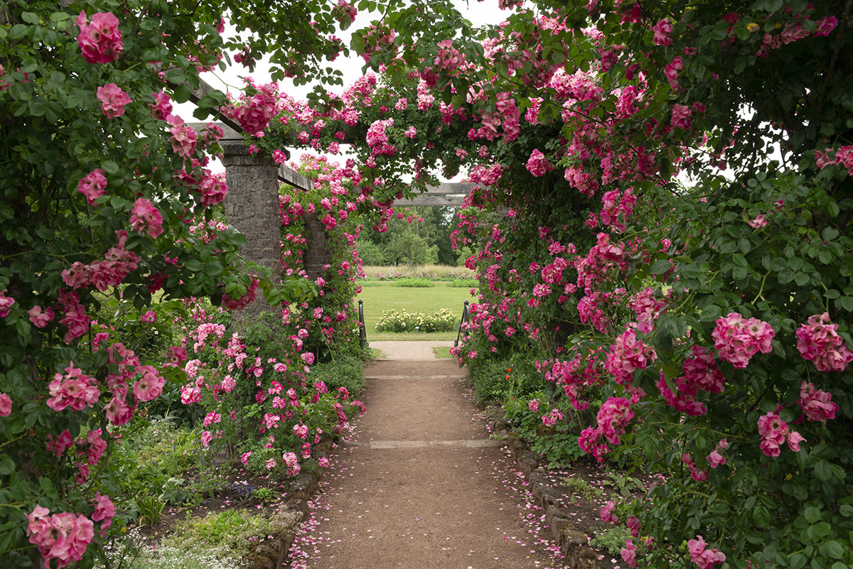 Un couloir de roses dans le jardin.