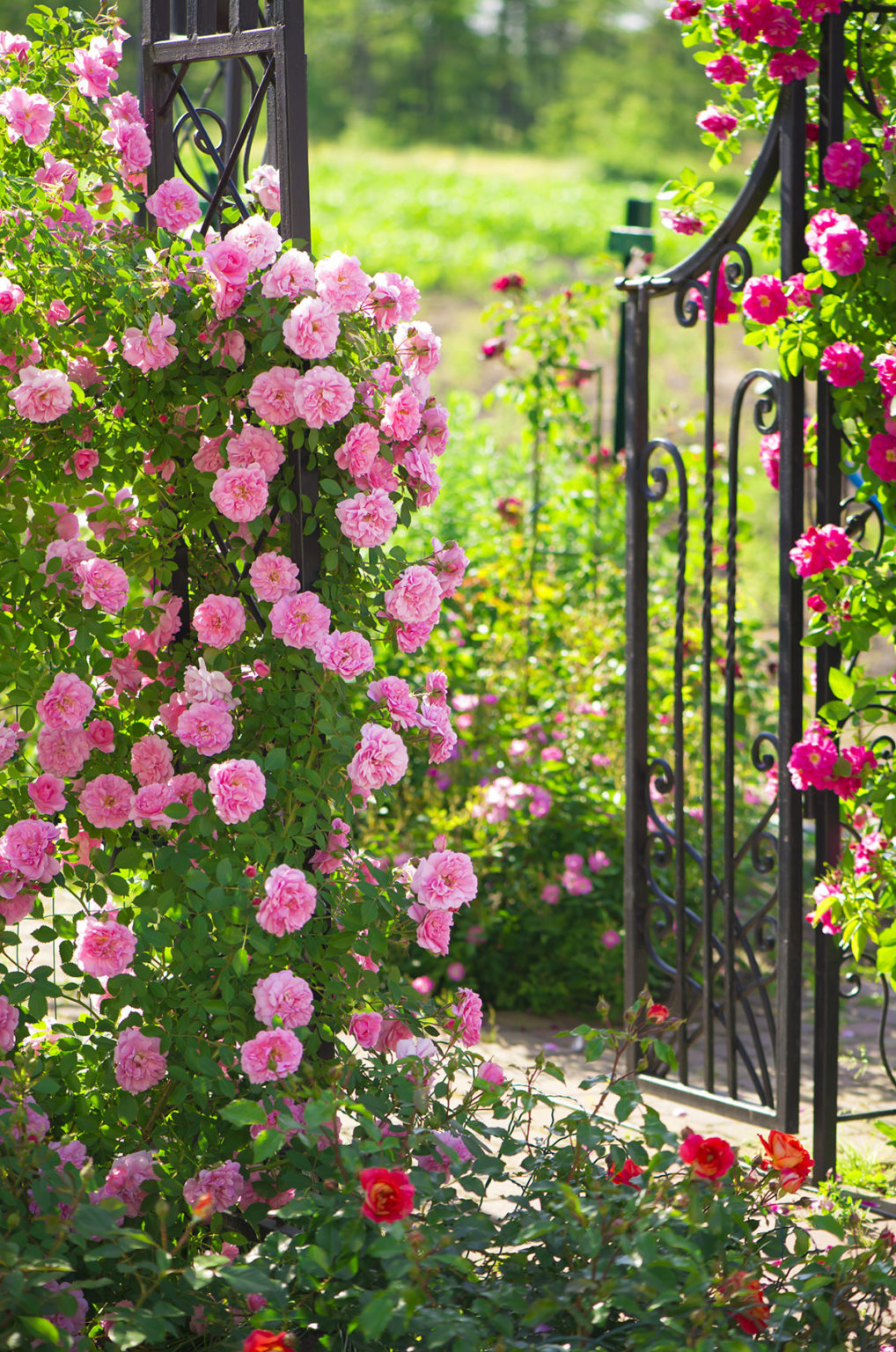 Les roses dans le jardin: quand la magie devient réalité... 13 inspirations