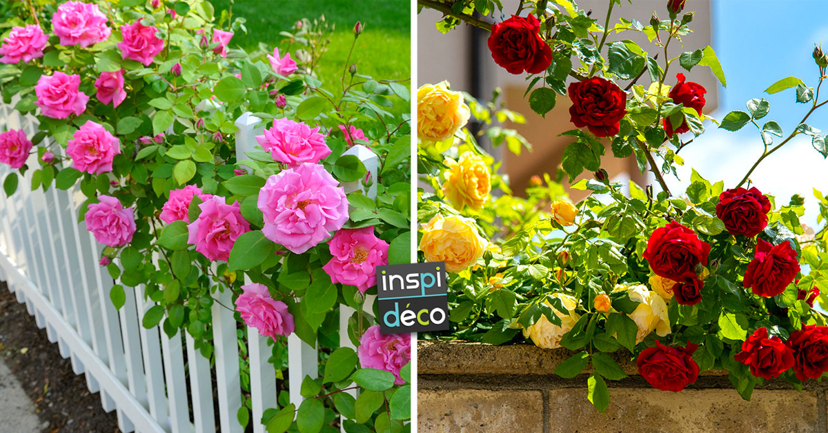 Roses jardin inspirations.