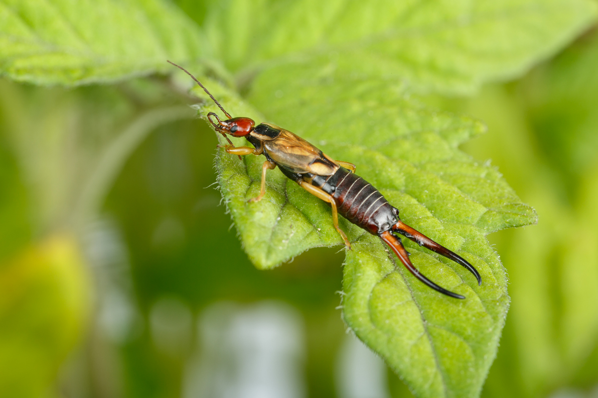 comment éliminer les insectes dans le jardin avec des solutions naturelles