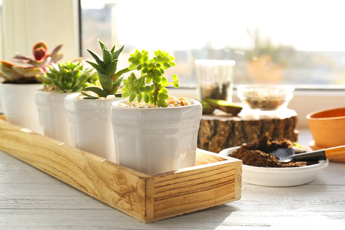 pot de confiture recyclé avec plantes grasses