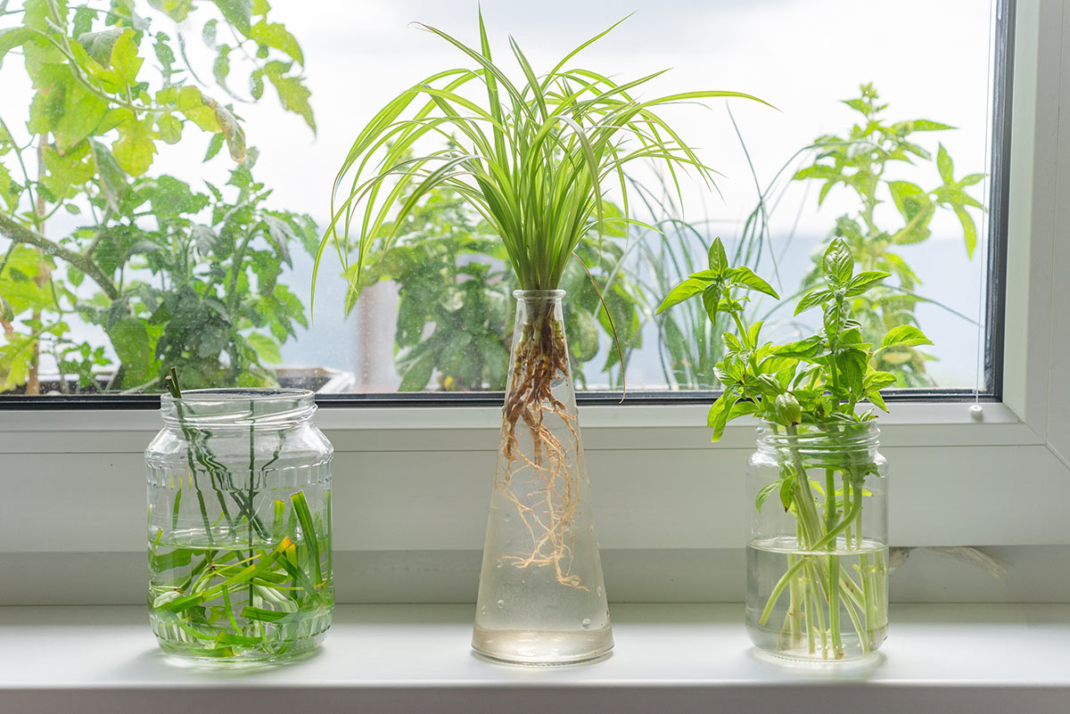 récipients de verre deviennent des vases avec fleurs