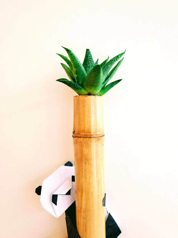 canne de bambou transformé en vase pour plantes