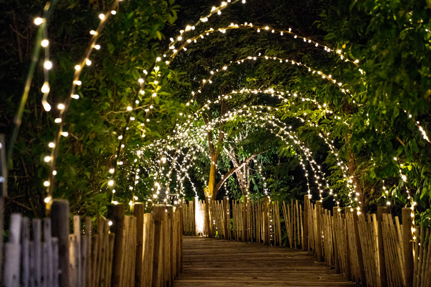 Tunnel de plantes avec lumières