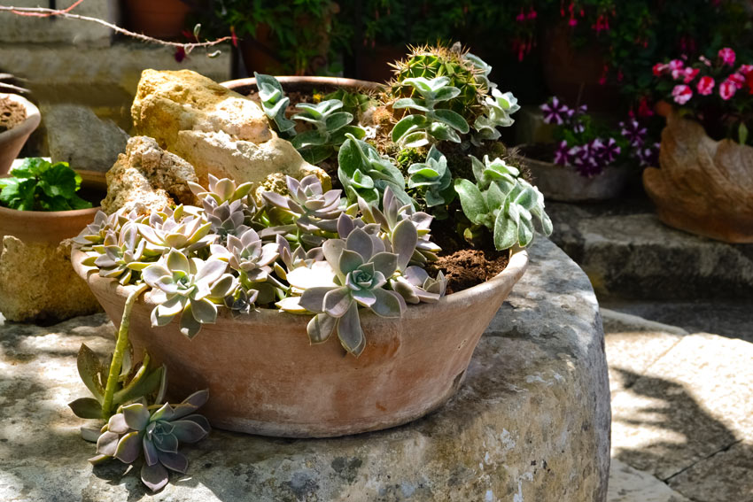 vase en terre cuite avec pierres et plantes