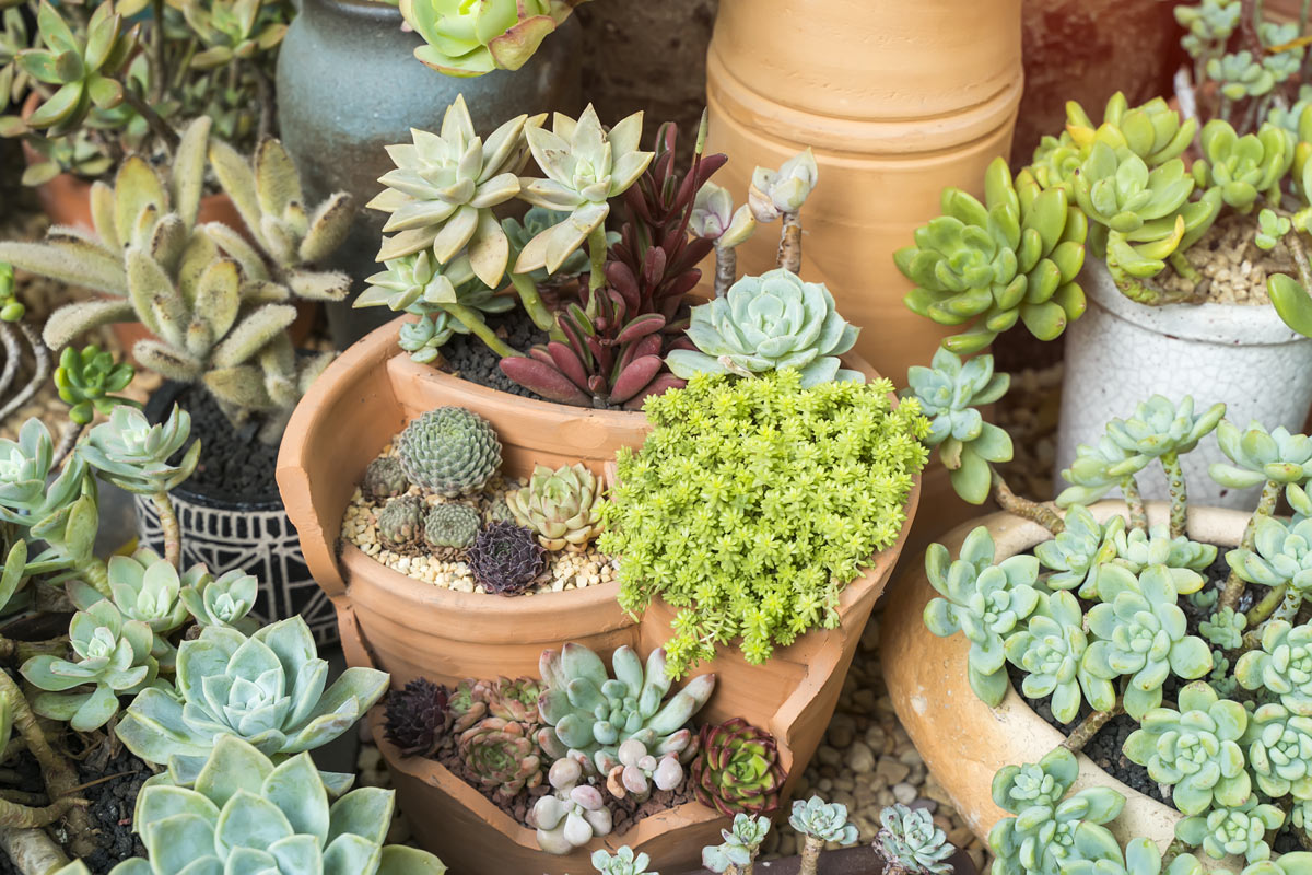 vases en terre cuite dans le jardin