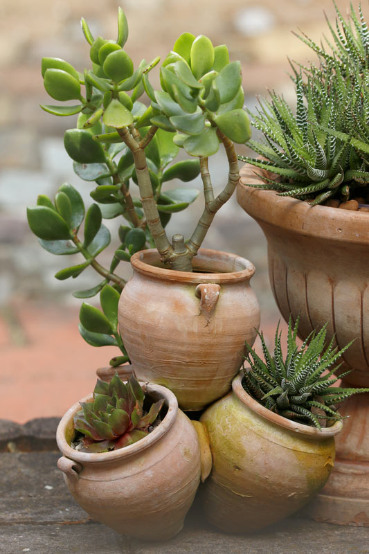 petits pots en terre cuite avec plantes