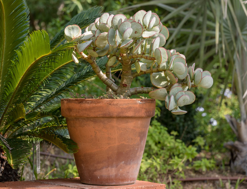 petit vase dans le jardin