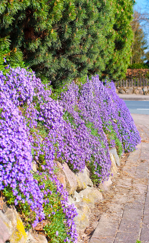 cascade de fleurs dans le jardin