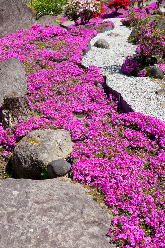 cascade de fleurs dans le jardin