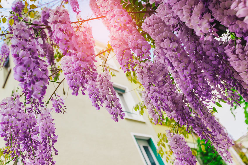 cascade de fleurs dans le jardin