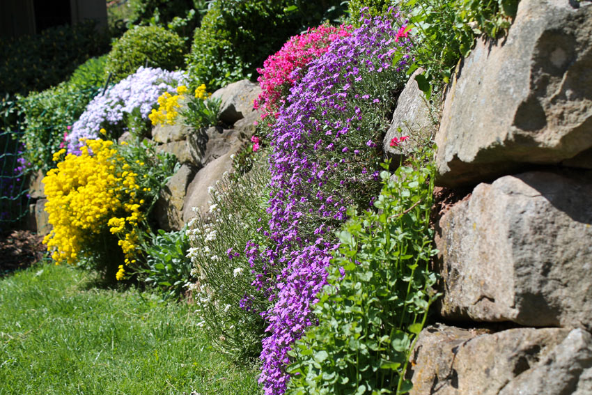 cascade de fleurs dans le jardin