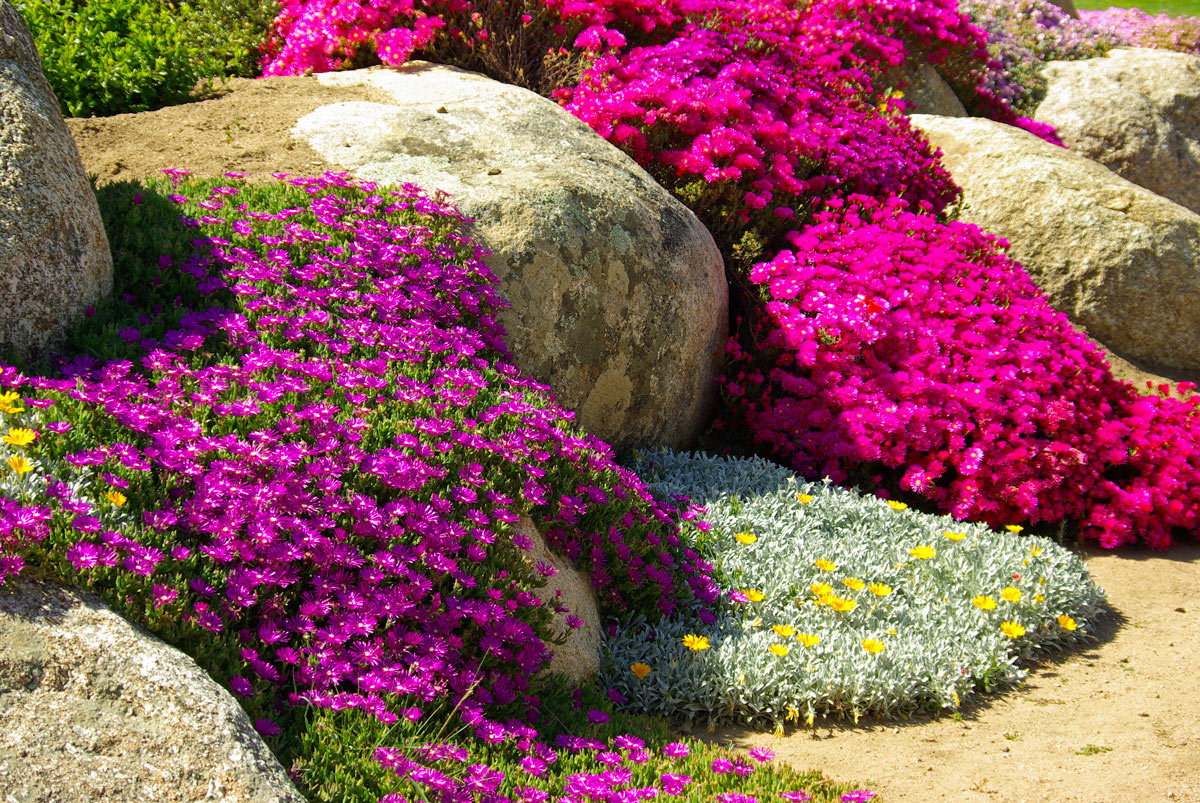 cascade de fleurs dans le jardin