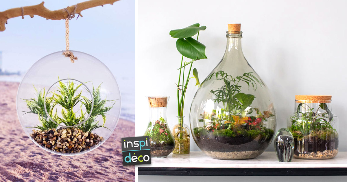 terrariums DIY