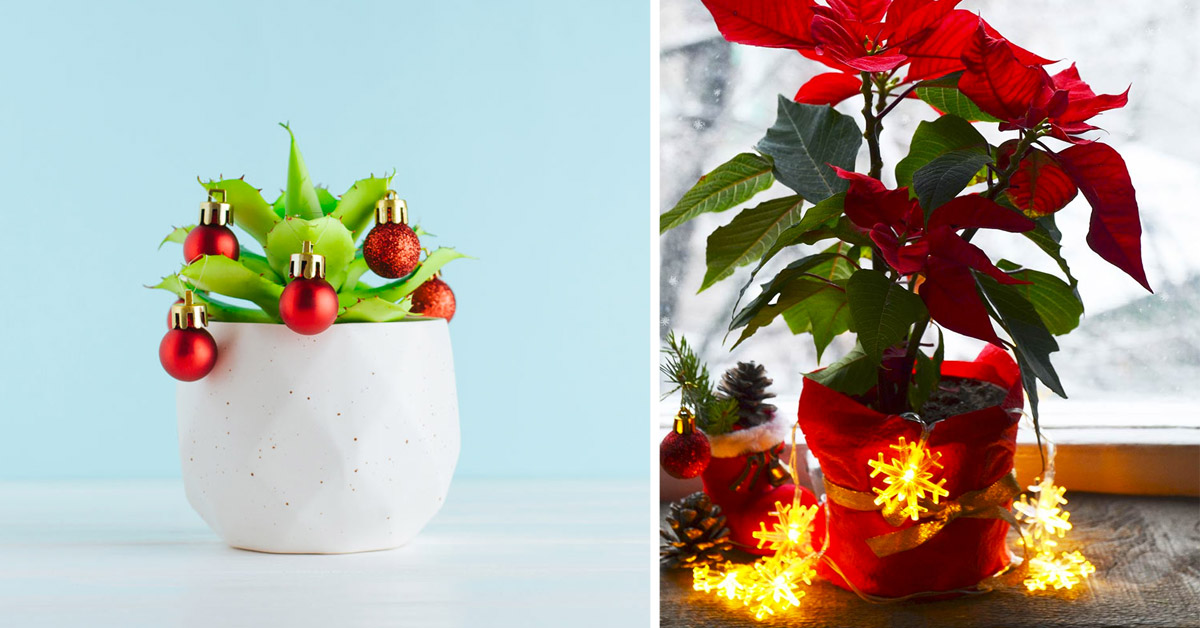 Les plantes pour décorer pendant Noël : voici les plus belles idées