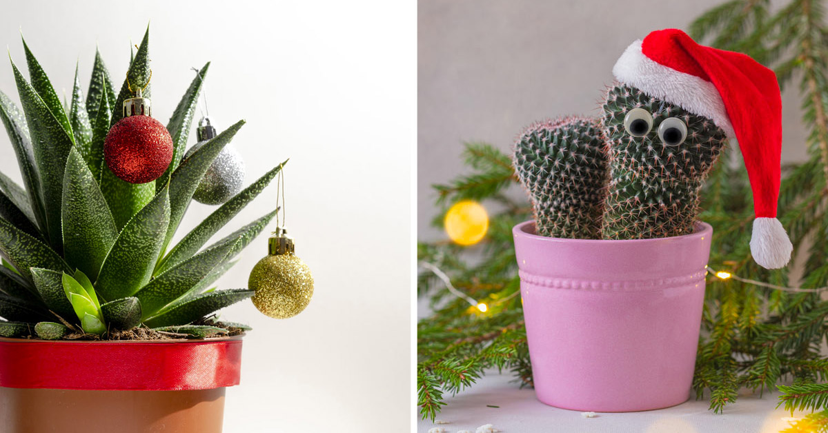 Succulentes de Noël.