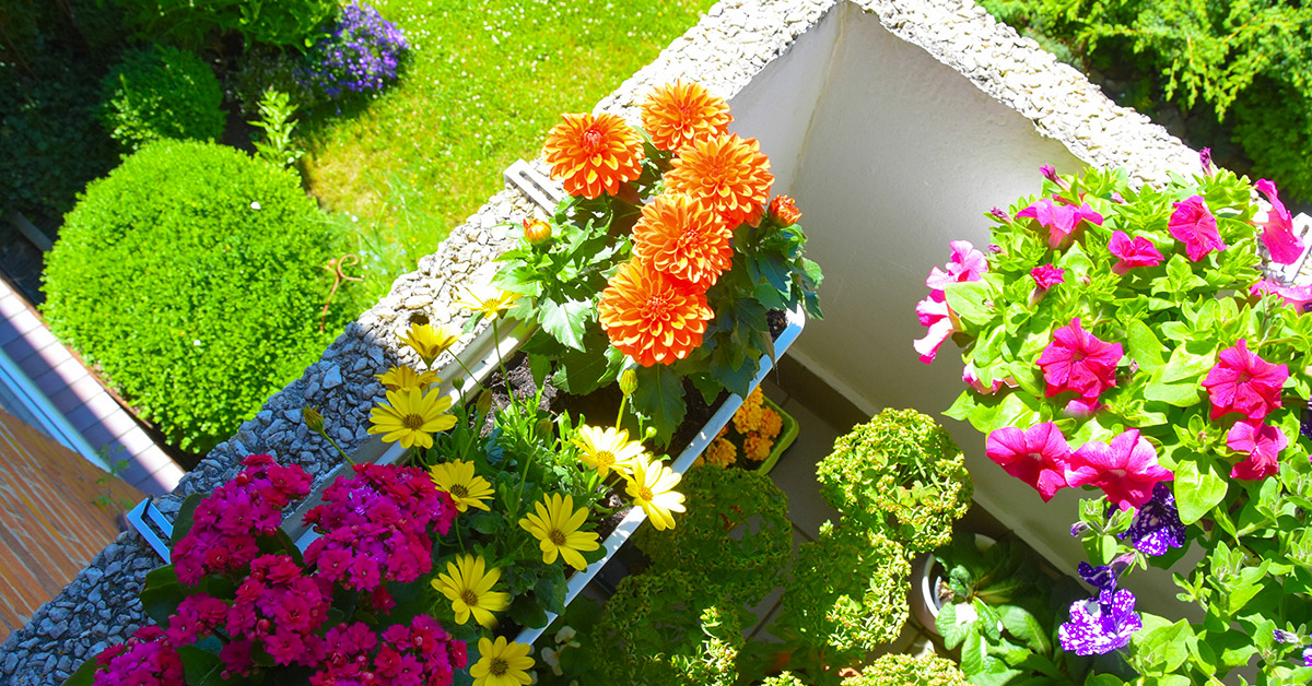 Les fleurs pour embellir terrasse et jardin à l'arrivée des beaux jours