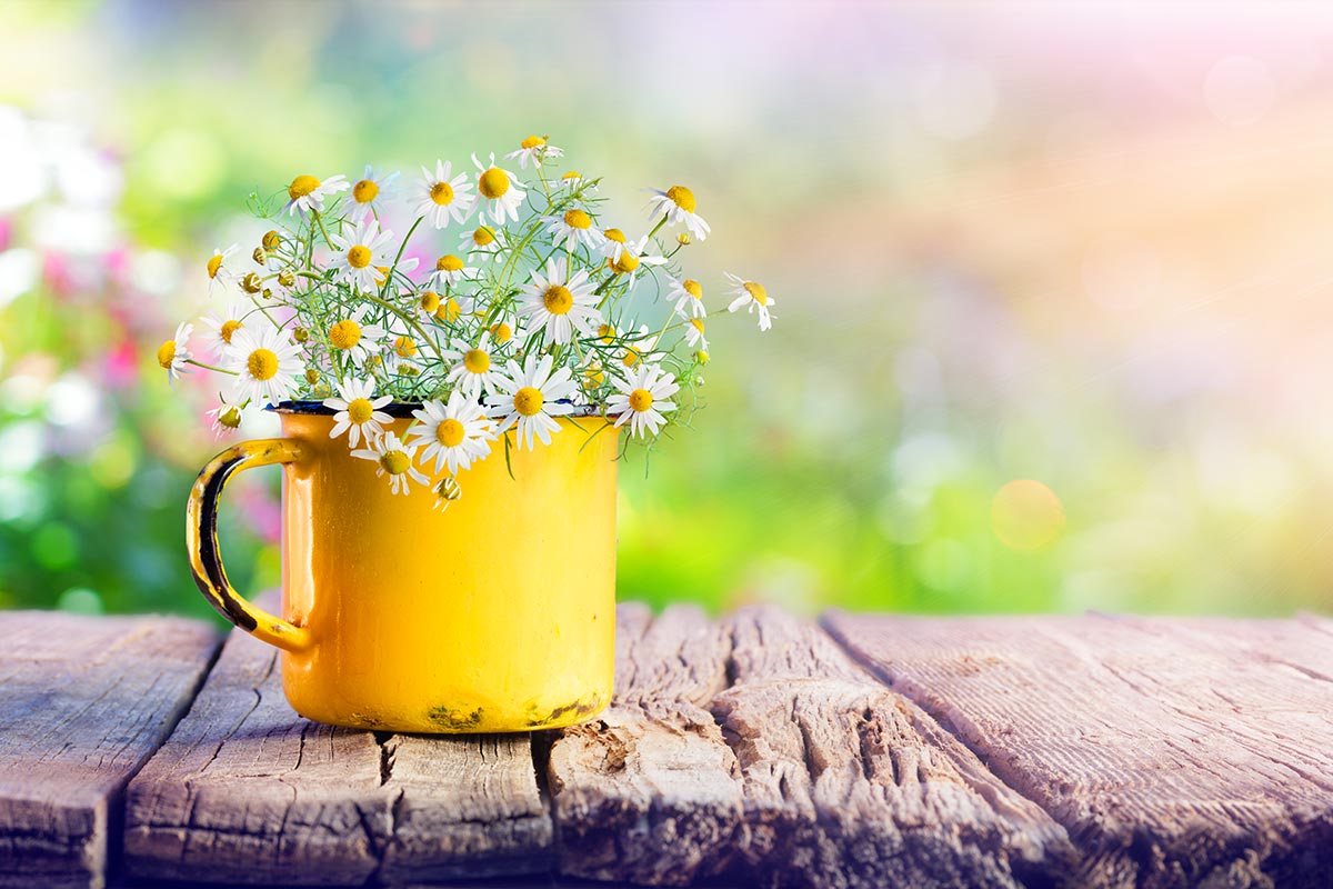 Fleurs marguerites.