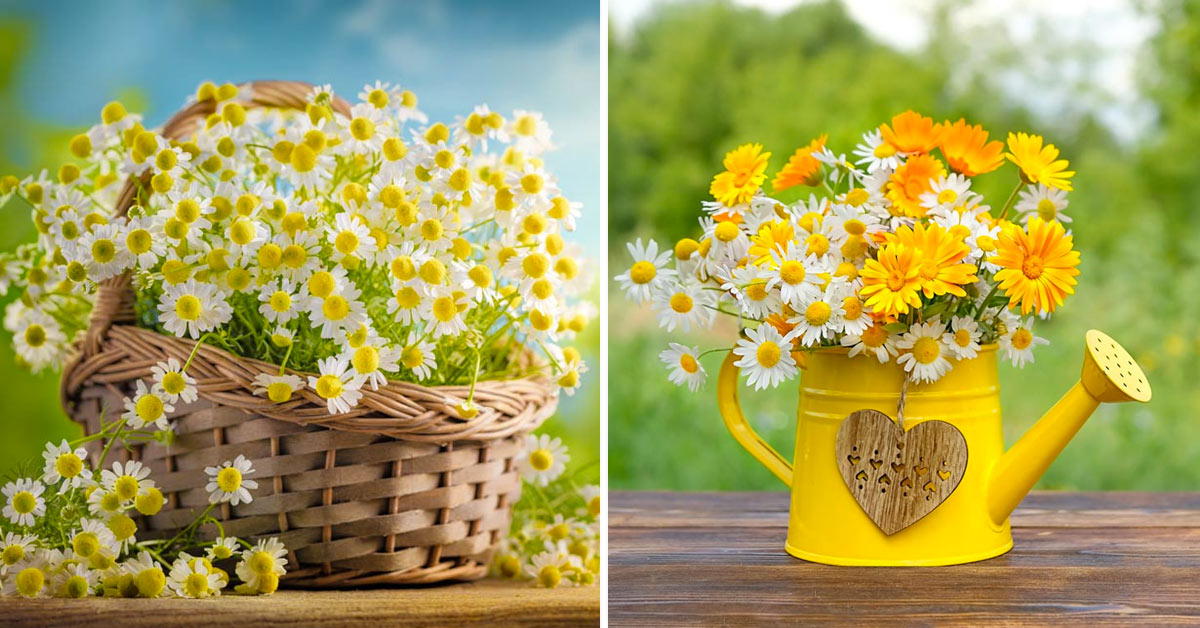 fleurs marguerites