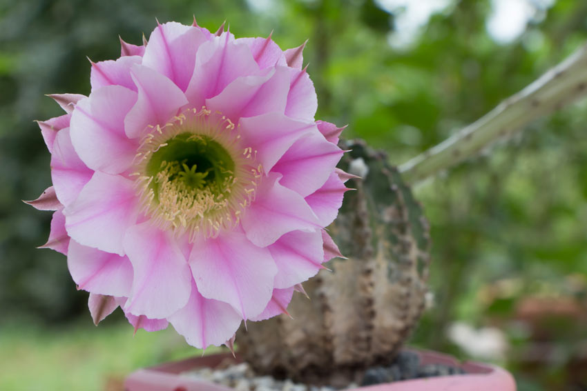 plantes succulentes fleuries Echinopsis