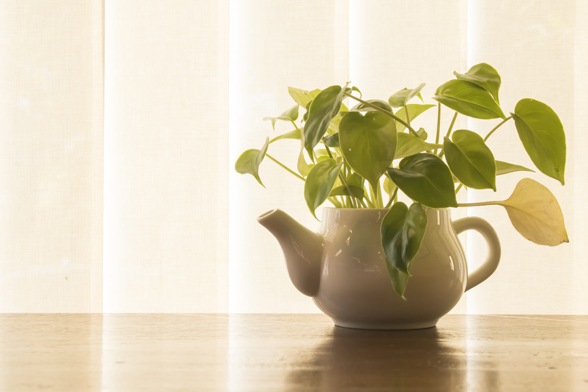 plantes d'intérieur qui nécessitent peu d'eau