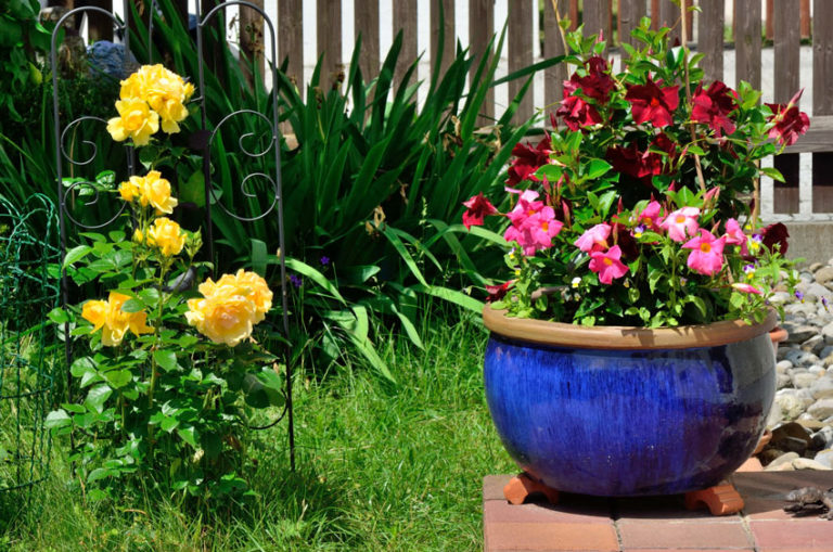 9 types de fleurs superbes à mettre en plein soleil pour embellir balcon ou terrasse inspirezvous