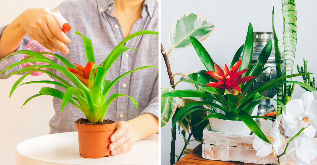 Guzmania plante.