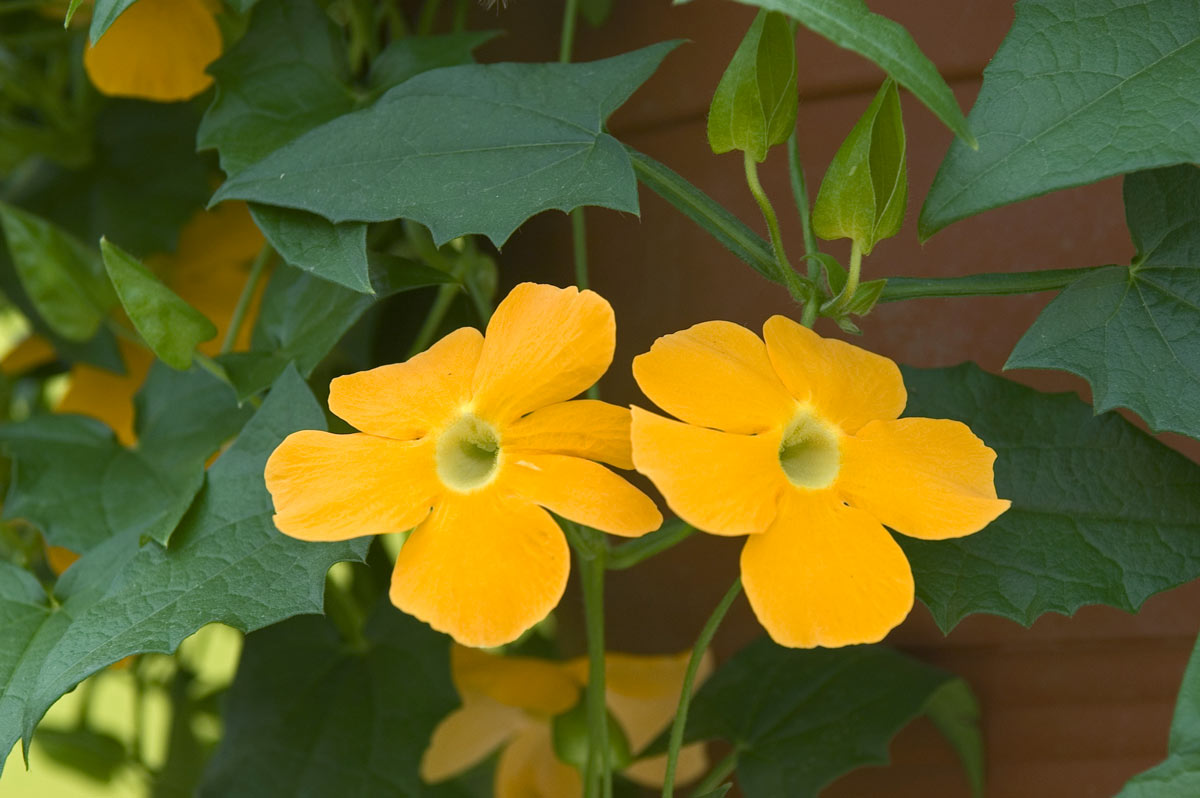 Plantes grimpantes à fleurs colorées.