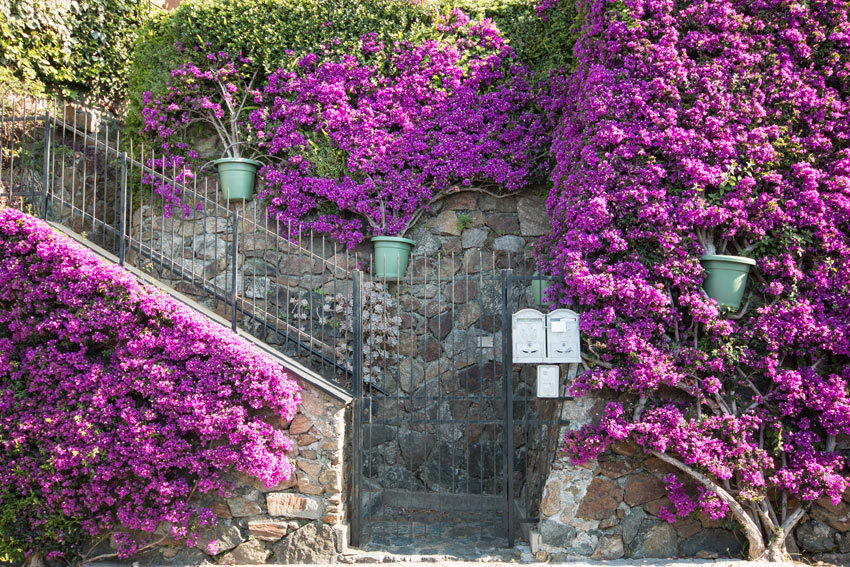 Un bougainvillier pour embellir l'entrée.