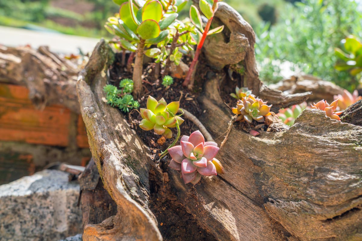 Bois et plantes succulentes