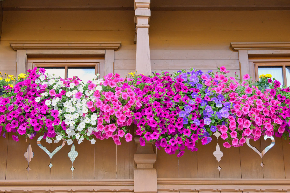 Fleurs en cascade balcon.