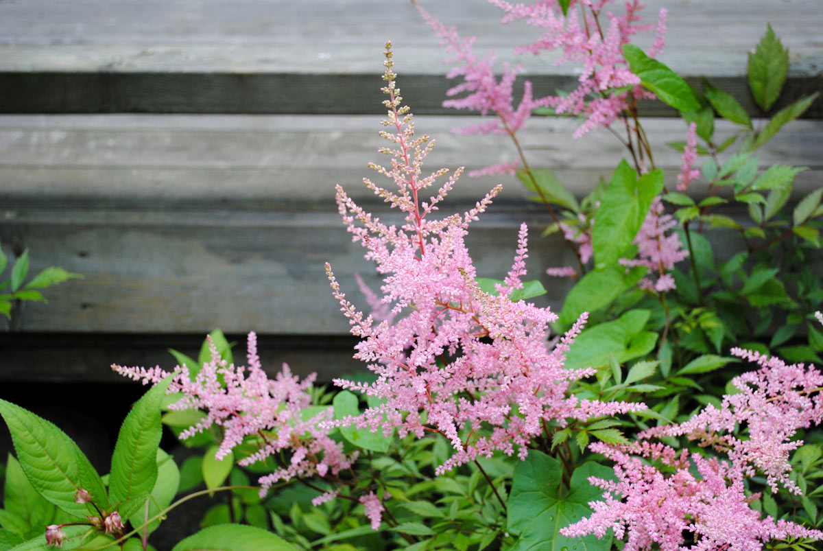 Astilbe