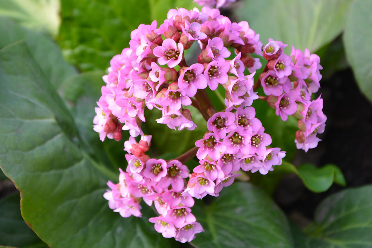 Bergenia