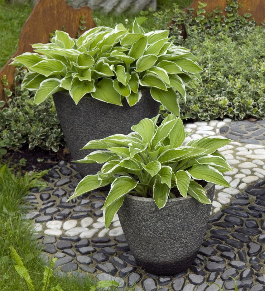 hosta