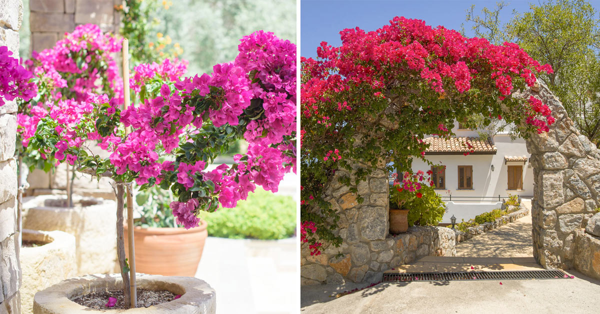 Bougainvillier plante grimpante.