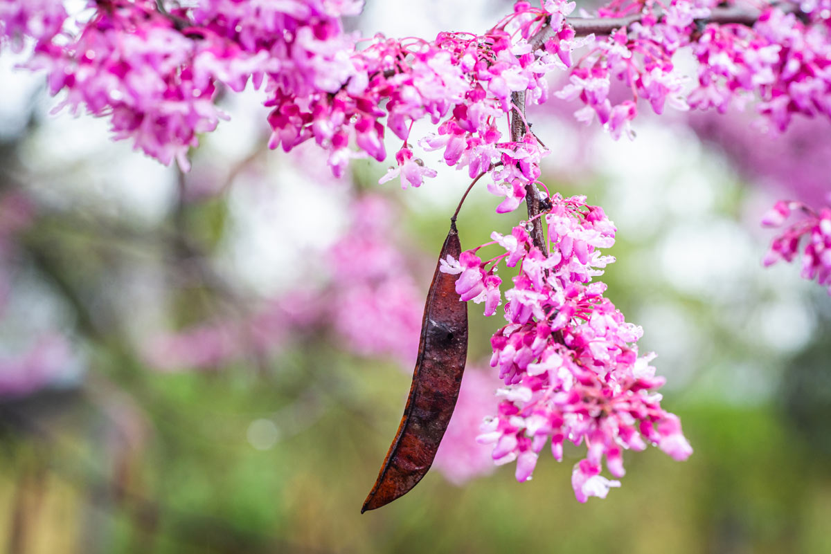 arbres aux fleurs colorées