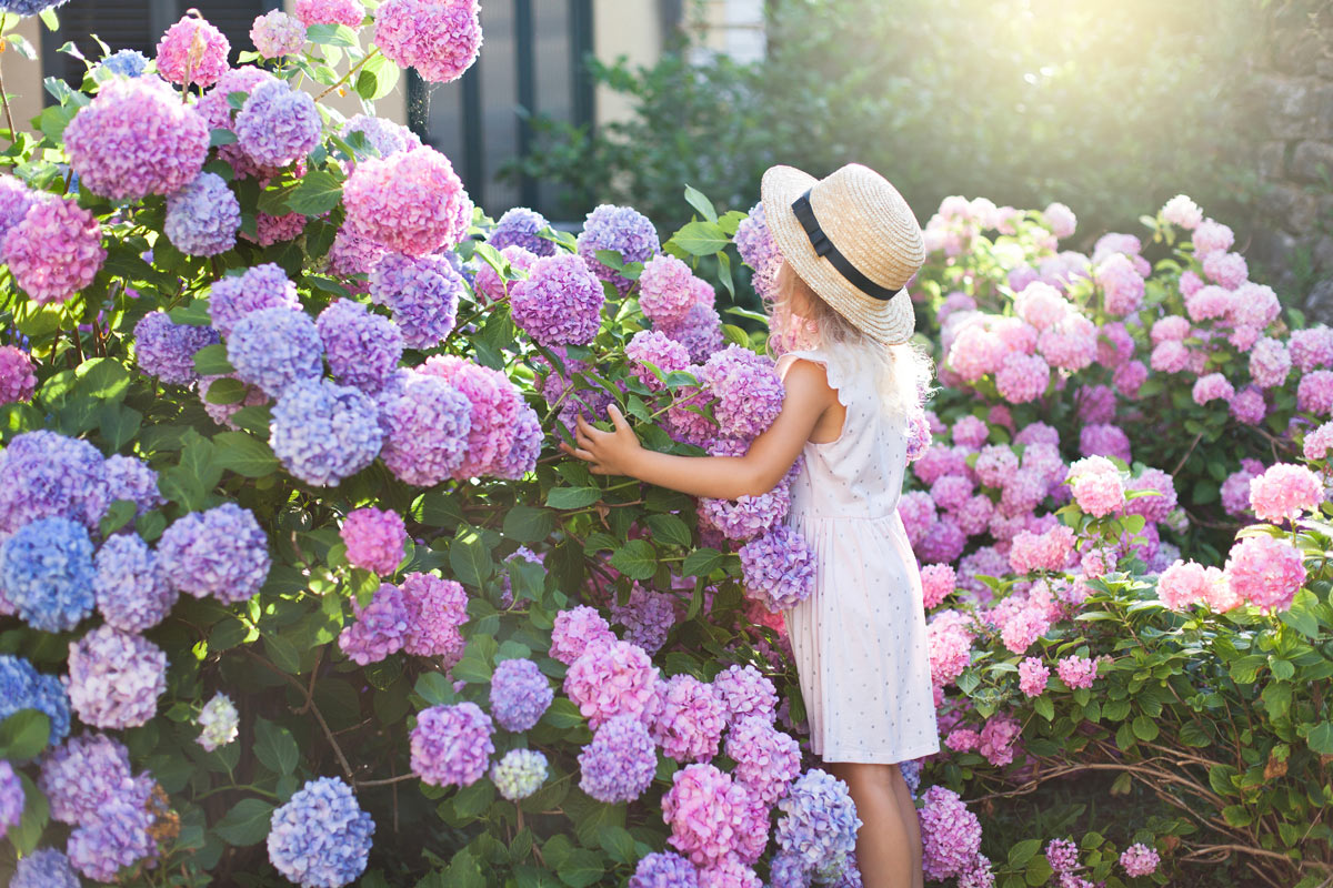 Jardins fleuris avec des hortensias.