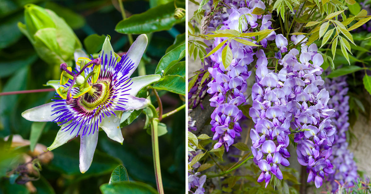 Plantes grimpantes à fleurs colorées.