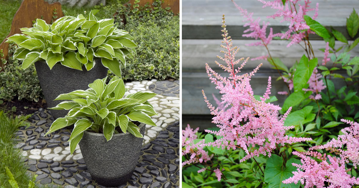 Plantes parfaites pour un balcon ombragé.