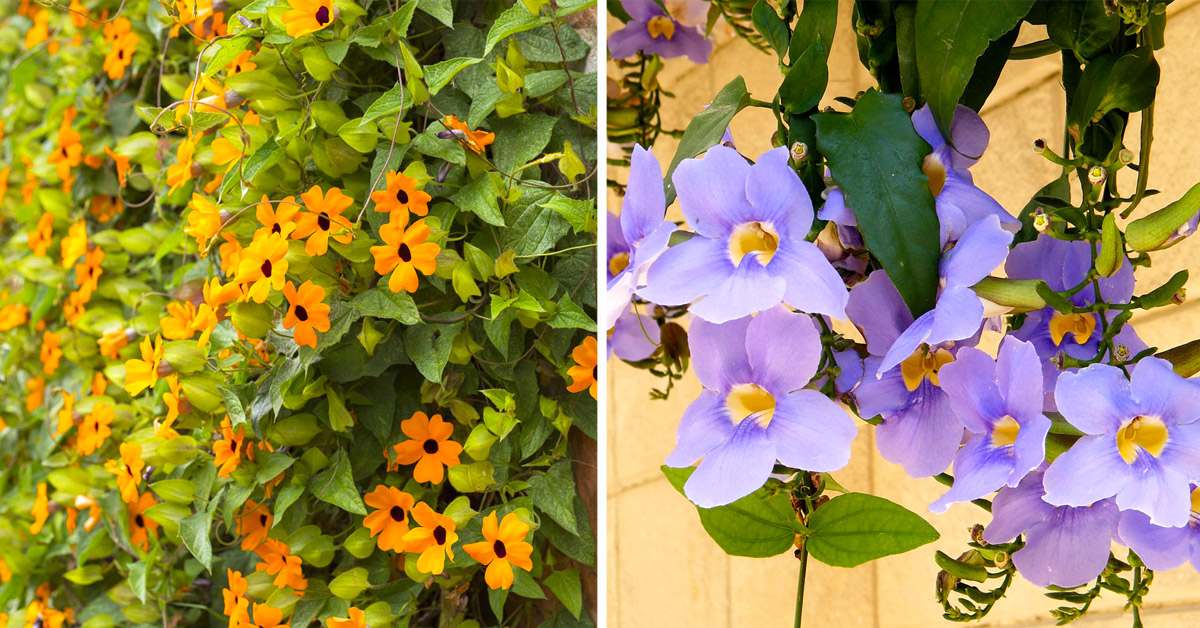 Thunbergia plante grimpante.